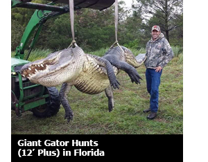 Giant Gator Hunts